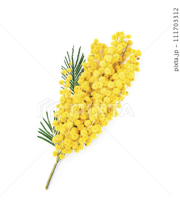 Twig mimosa flower Twig mimosa flower 111703312