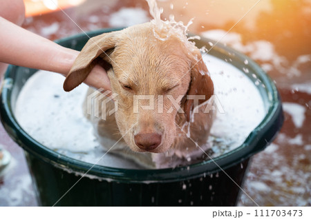 Wash lab dog in bath Wash lab dog in bath 111703473