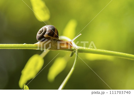 Beautiful lovely snail in grass with morning dew. 111703740