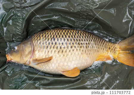 The Carp. Cyprinus Carpio in detail. The Carp. Cyprinus Carpio in detail. 111703772