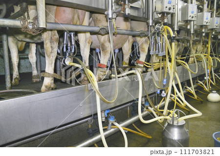 牛舎で搾乳中の乳牛 牛舎で搾乳中の乳牛 111703821