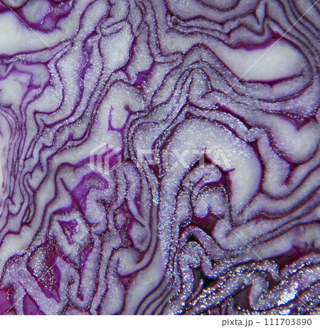 Background from the slice of Red cabbage. Natural texture Background from the slice of Red cabbage. Natural texture 111703890