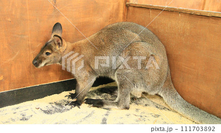 kangaroo standing in the zoo. Australian animal living in zoo. marsupial animal 111703892