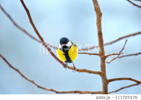 Yellow wild tit bird perching on tree branch on cold winter day Yellow wild tit bird perching on tree branch on cold winter day 111705076