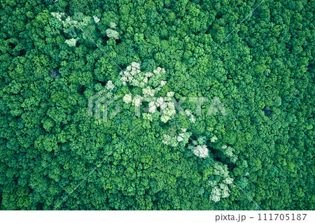 Top down flat aerial view of dark lush forest with blooming green trees canopies in spring Top down flat aerial view of dark lush forest with blooming green trees canopies in spring 111705187