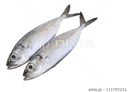 Fresh mackerel fish isolated on the white. There is free space for text. Fresh mackerel fish isolated on the white. There is free space for text. 111705231