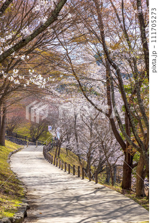 君ケ野ダム公園 (3月) 111705273