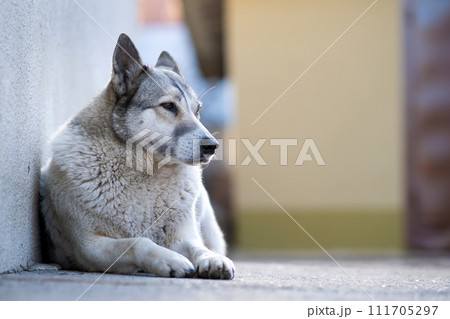 Portrait of a dog breed West Siberian Laika sitting outdoors in a yard. 111705297