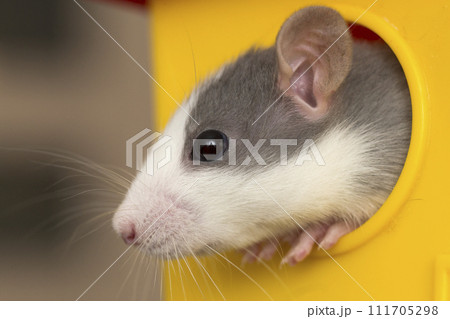 Portrait head of white and gray tame mouse hamster with shiny eyes looking from bright yellow cage on light copy space background. Keeping pets at home, care and love to animals concept. Portrait head of white and gray tame mouse hamster with shiny eyes looking from bright yellow cage on light copy space background. Keeping pets at home, care and love to animals concept. 111705298