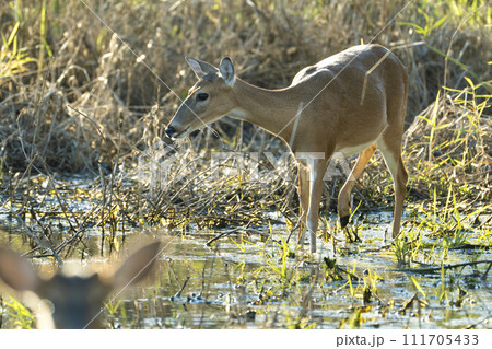 Key Deer in natural habitat in Florida state park 111705433