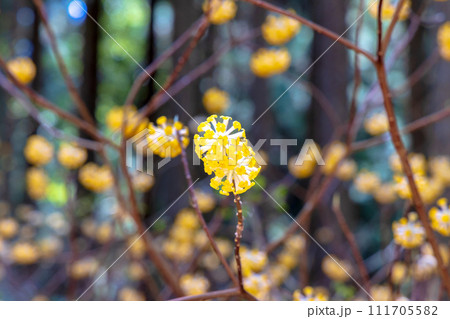 ミツマタ群生地 ミツマタ群生地 111705582