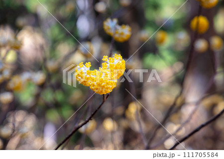 ミツマタ群生地 111705584