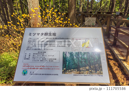 ミツマタ群生地 ミツマタ群生地 111705586