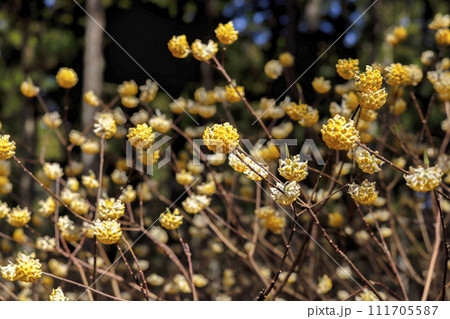 ミツマタ群生地 111705587