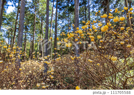 ミツマタ群生地 111705588