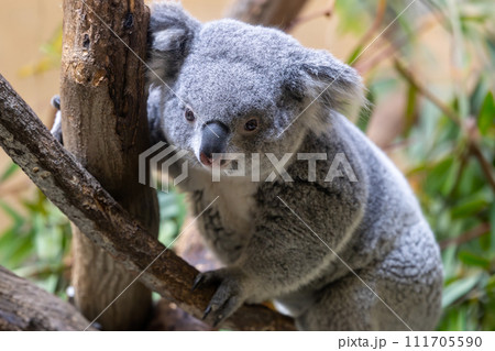 コアラ 多摩動物公園より コアラ 多摩動物公園より 111705590