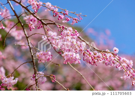三多気の桜 三多気の桜 111705603