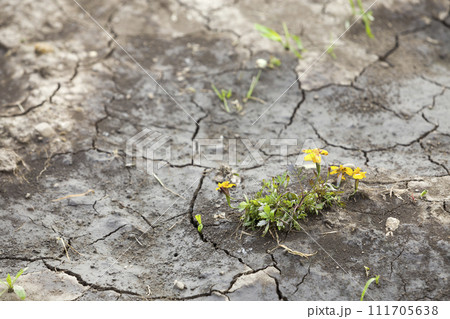 Cracked dry dirt flat surface, abstract texture, copy space background, retro pattern. Cracked dry dirt flat surface, abstract texture, copy space background, retro pattern. 111705638