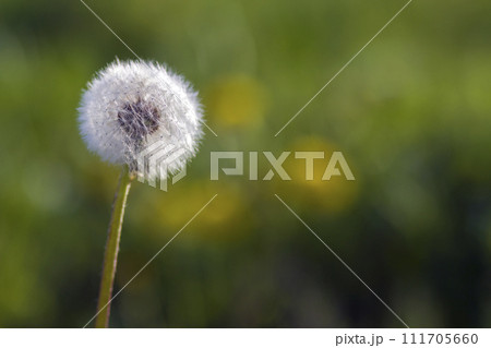 Closeup picture of beautiful overblown white puffy flower dandelion with tiny black seeds standing alone on high stem on blurred green bokeh background. Beauty and tenderness of nature concept. 111705660
