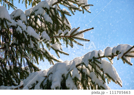 Closeup of pine tree branches covered with fresh fallen snow in winter mountain forest on cold bright day. Closeup of pine tree branches covered with fresh fallen snow in winter mountain forest on cold bright day. 111705663