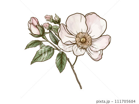 Boutonniere of wild rose flowers and berries Boutonniere of wild rose flowers and berries 111705684