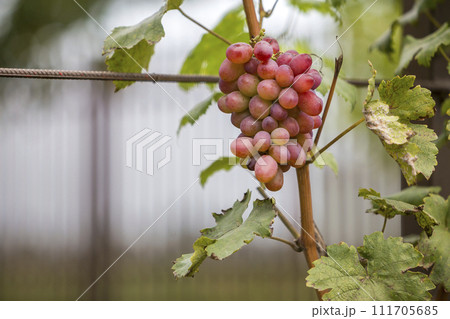 Close-up of young vine plant with green leaves and bright pink ripe grape cluster lit by sun on blurred sunny soft colorful copy space background. Agriculture, gardening and wine making concept. Close-up of young vine plant with green leaves and bright pink ripe grape cluster lit by sun on blurred sunny soft colorful copy space background. Agriculture, gardening and wine making concept. 111705685