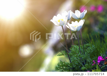 Close-up of lit by sun nice white flowers on high stems with tender green leaves blooming on steep slope on blurred green bokeh copy space background. Ecology problems and beauty of nature concept. Close-up of lit by sun nice white flowers on high stems with tender green leaves blooming on steep slope on blurred green bokeh copy space background. Ecology problems and beauty of nature concept. 111705714
