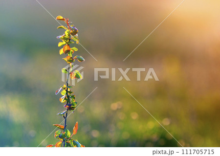 Close-up of lit by summer sun isolated fruit pear or apple tree brunch with spider thread on green leaves on soft blurred colorful copy space background. Agriculture, farming and rich harvest concept. Close-up of lit by summer sun isolated fruit pear or apple tree brunch with spider thread on green leaves on soft blurred colorful copy space background. Agriculture, farming and rich harvest concept. 111705715