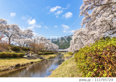 鮎河千本桜 (3月) 111705729