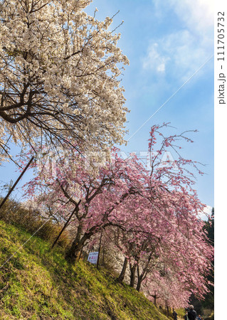 鮎河千本桜 (3月) 鮎河千本桜 (3月) 111705732