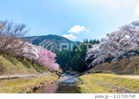 鮎河千本桜 (3月) 111705740