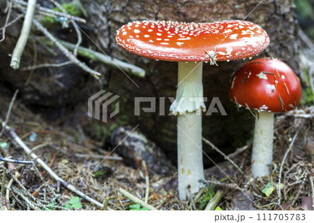 Close up picture of two beautiful bright red and white poisonous mushrooms fly agaric growing together in the forest. Beauty and danger, healing and poisoning. 111705783