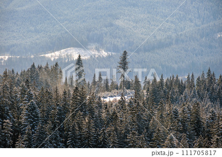 Bright winter landscape with pine trees covered with fresh fallen snow in mountain forest on cold wintry day. 111705817