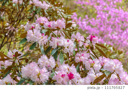 近江富士花緑公園・植物園 (3月) 111705827