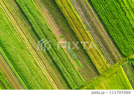 Aerial view of green agricultural fields in spring with fresh vegetation after seeding season on a warm sunny day. 111705980