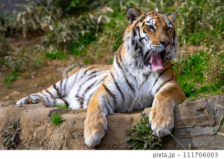 アムールトラ 111706003