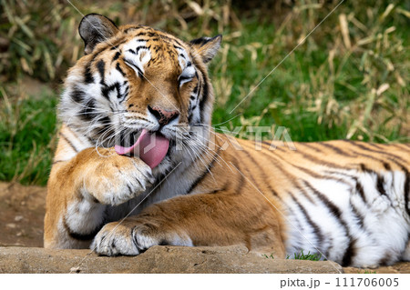 アムールトラ アムールトラ 111706005