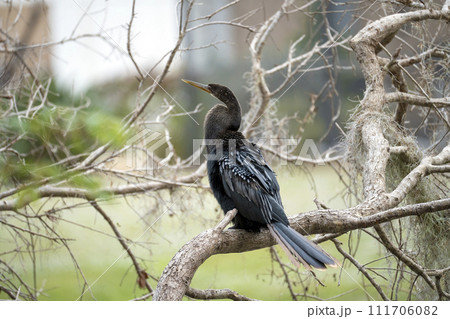 A big anhinga bird resting on tree branch in Florida wetlands A big anhinga bird resting on tree branch in Florida wetlands 111706082