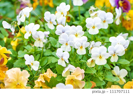 家の周りの草花 四季の色々 冬から早春の花壇を彩どる 美しいビオラの花 家の周りの草花 四季の色々 冬から早春の花壇を彩どる 美しいビオラの花 111707111