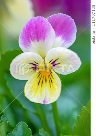 家の周りの草花 四季の色々 冬から早春の花壇を彩どる 美しい大輪パンジー 家の周りの草花 四季の色々 冬から早春の花壇を彩どる 美しい大輪パンジー 111707138