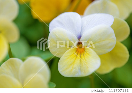 家の周りの草花 四季の色々 冬から早春の花壇を彩どる 美しい大輪パンジー 家の周りの草花 四季の色々 冬から早春の花壇を彩どる 美しい大輪パンジー 111707151