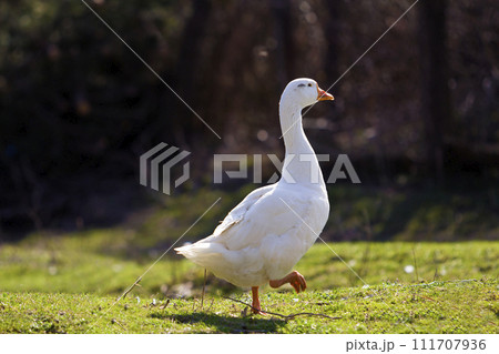 White big geese peacefully walking together in green grassy meadow towards dark blurred forest on bright sunny day. Beauty of birds, domestic poultry farming and wild life protection concept. 111707936