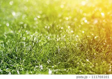 Green fresh grass with falling drops of morning rain water. Beautiful summer background with bokeh and blurred background. Low depth of field. 111708101