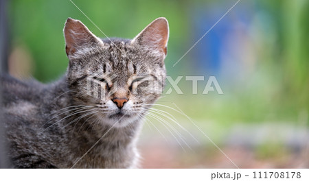 Big gray stray cat resting on steet outdoors in summer 111708178