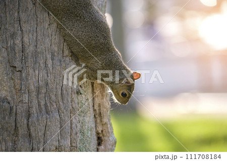 Beautiful wild gray squirrel climbing tree trunk in summer town park Beautiful wild gray squirrel climbing tree trunk in summer town park 111708184