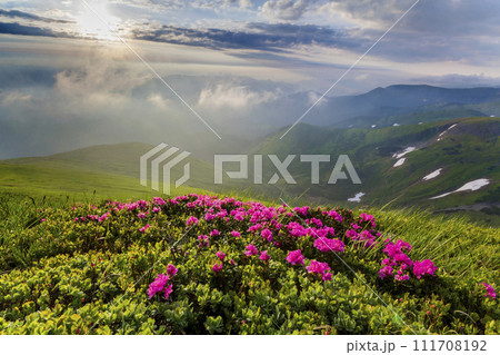Beautiful view of pink rhododendron rue flowers blooming on mountain slope with foggy hills with green grass and patches of snow in valley in distance. Ecology problems and beauty of nature concept. Beautiful view of pink rhododendron rue flowers blooming on mountain slope with foggy hills with green grass and patches of snow in valley in distance. Ecology problems and beauty of nature concept. 111708192