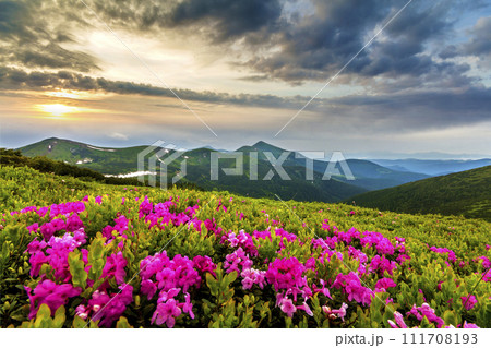 Beautiful view of pink rhododendron rue flowers blooming on mountain slope with foggy hills with green grass and Carpathian mountains in distance with dramatic clouds sky. Beauty of nature concept. 111708193