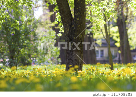 Beautiful spring or summer wild forest or park on bright sunny day. Thick big tree trunk and lavishly blooming yellow flowers on blurred green foliage bokeh background. Beauty of nature concept. Beautiful spring or summer wild forest or park on bright sunny day. Thick big tree trunk and lavishly blooming yellow flowers on blurred green foliage bokeh background. Beauty of nature concept. 111708202