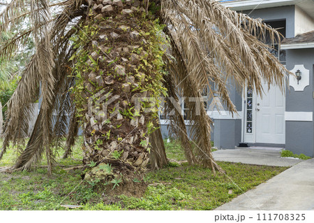 Dry dead palm tree on Florida home backyard Dry dead palm tree on Florida home backyard 111708325