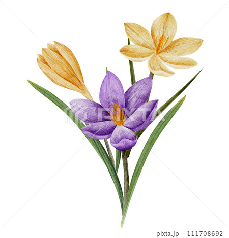 crocus flower in violet and yellow color, drawn in watercolor, isolated on white. Hand drawn botanical illustration. Elements for cards, logos, prints, wedding design 111708692